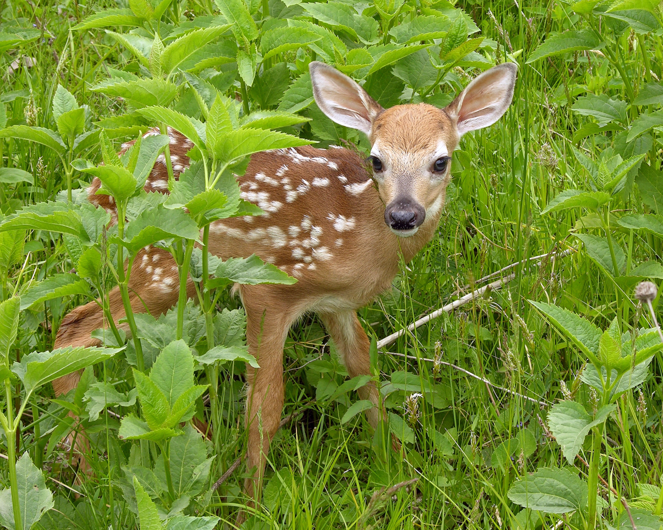 A closeup shot of a young deer